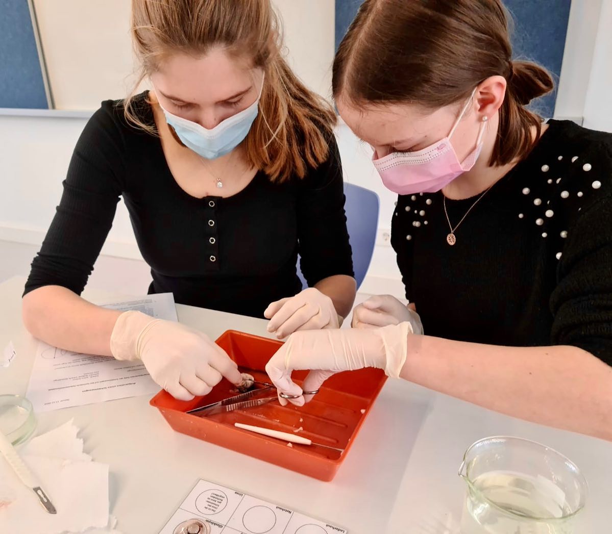 Der NaWi-Kurs 10 von Frau Peukert hat Schweineaugen seziert und die Bestandteile analysiert. Die Ähnlichkeit zum menschl